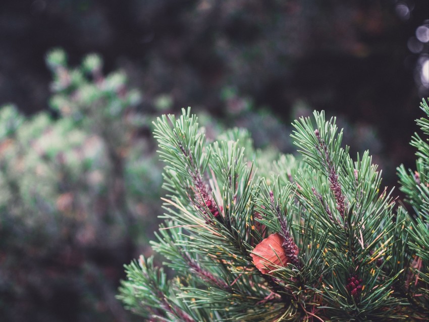 spruce, prickles, sheet, macro, blur