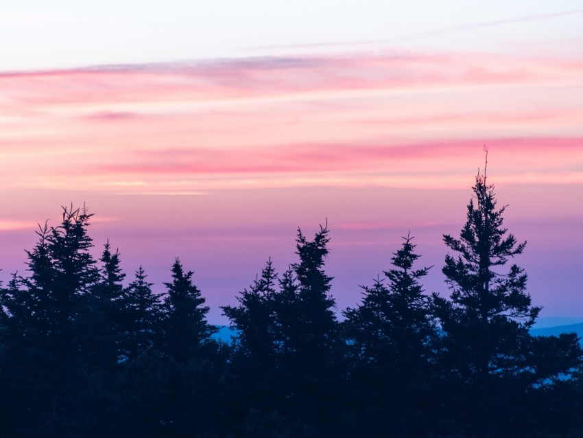 spruce, sunset, clouds, mist, pink