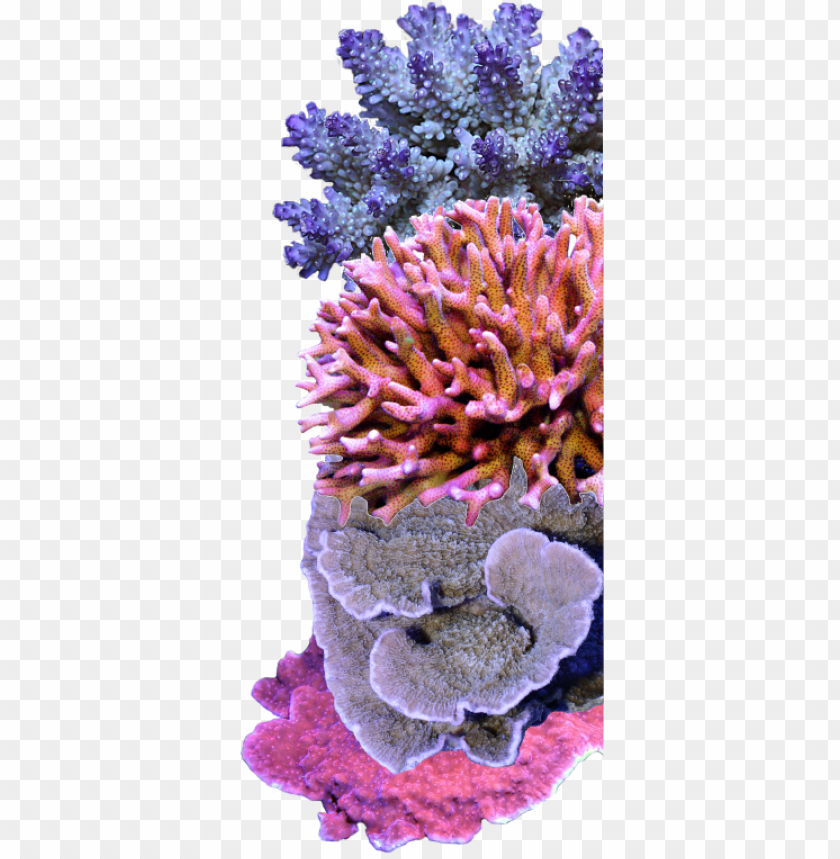 sps coral care coral PNG transparent with Clear Background ID 222059
