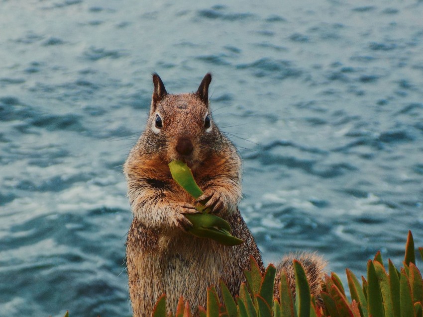 squirrel, leaves, food, animal, wildlife