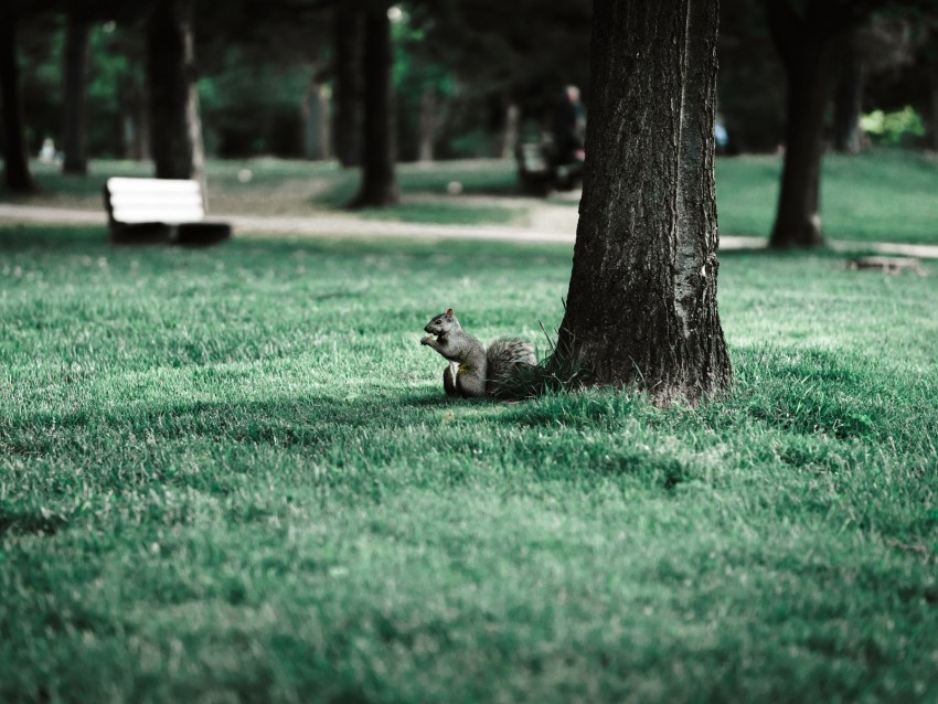 squirrel, tree, grass, animal, park