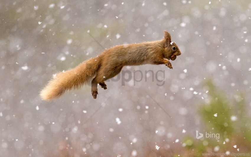 squirrel, nature, wildlife, snow, mammal, outdoors, winter