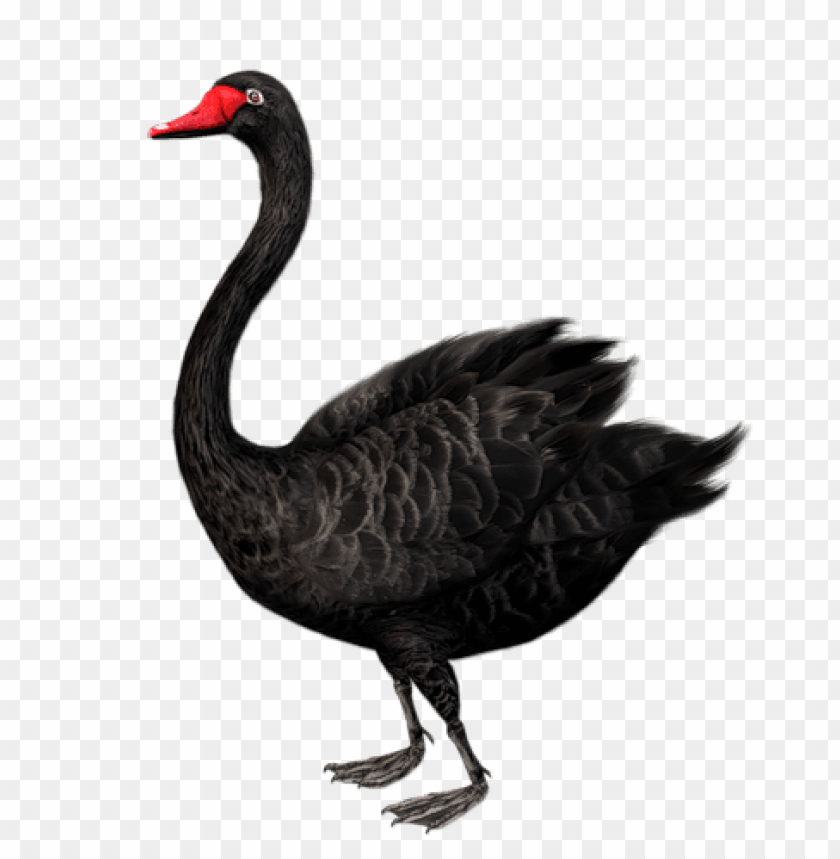 Standing Black Swan Free Clip-art Png Images Background - Image ID 46882