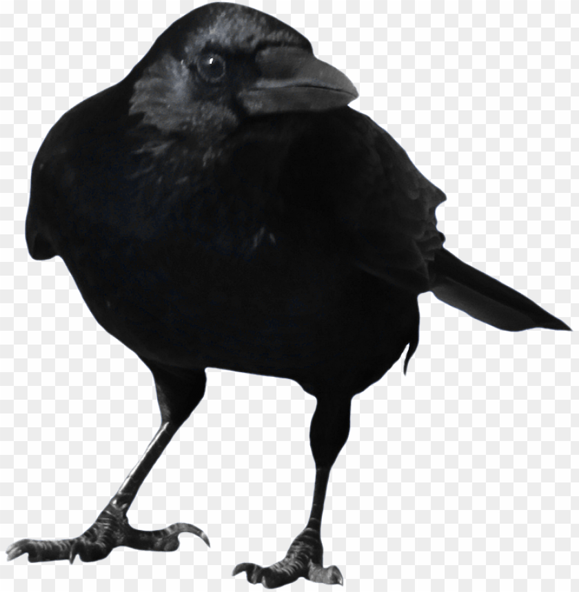 standing crow png images background - Image ID 9867
