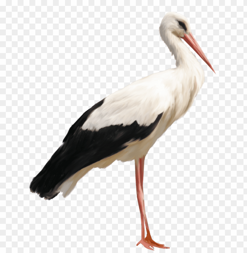 animals, birds, storks, standing stork, 