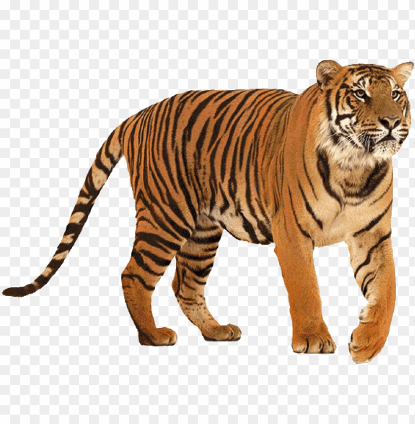 Тигр без фона. Тигр на белом фоне. Tiger на белом фоне. Тигр на прозрачном фоне. Викторина про кошек.