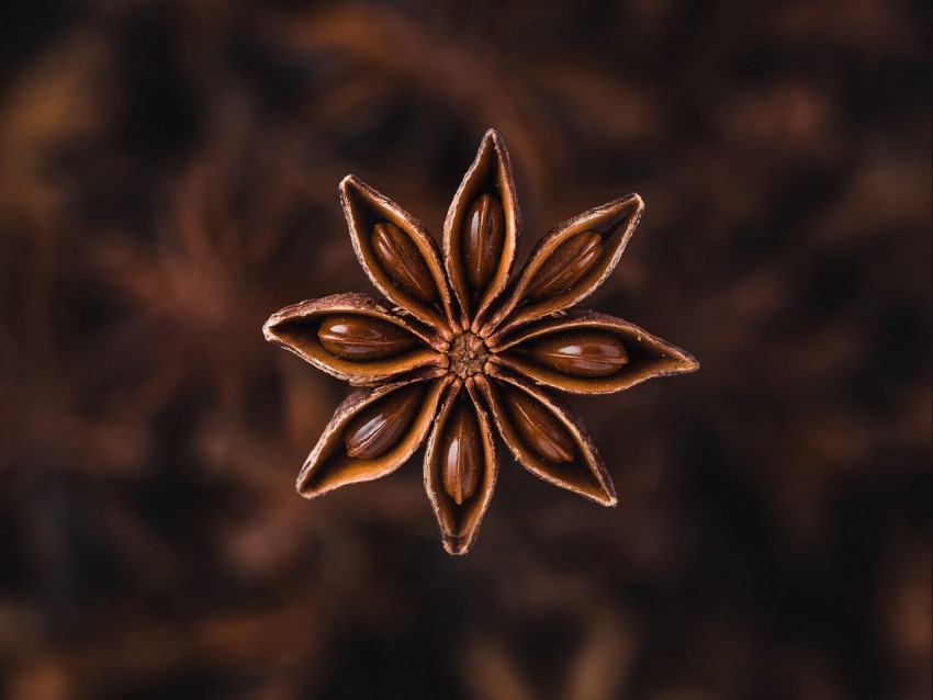 star anise, seeds, spice, plant, brown