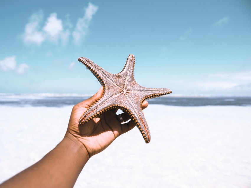 starfish, hand, beach, summer