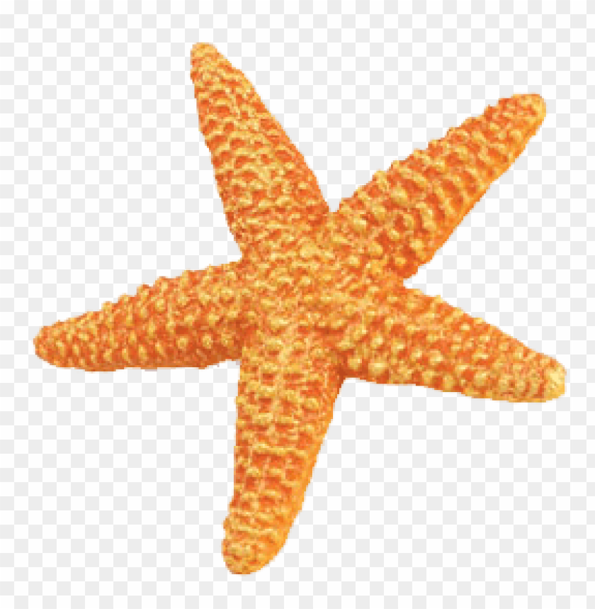 animals, fish, starfish orange, 