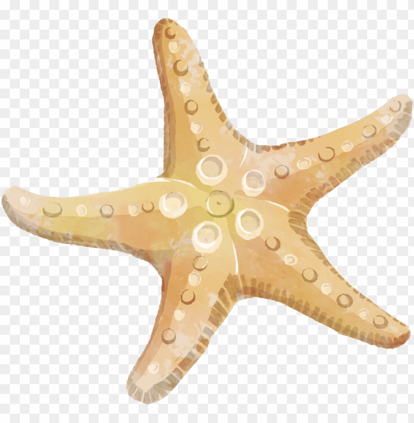 starfish png, png,starfish