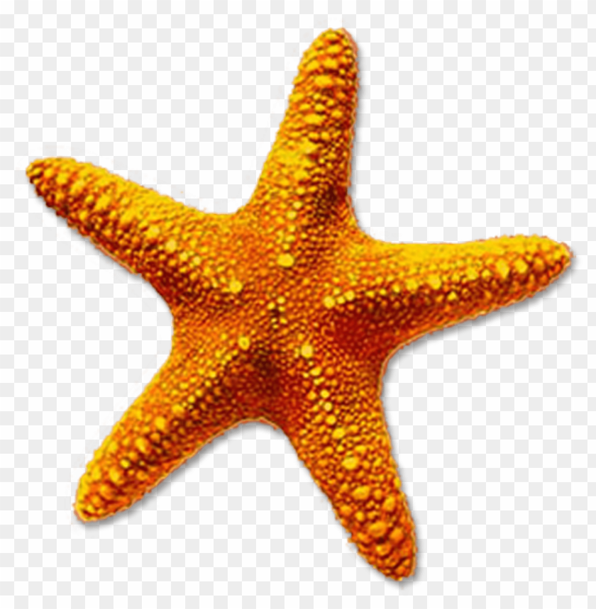 starfish png, png,starfish