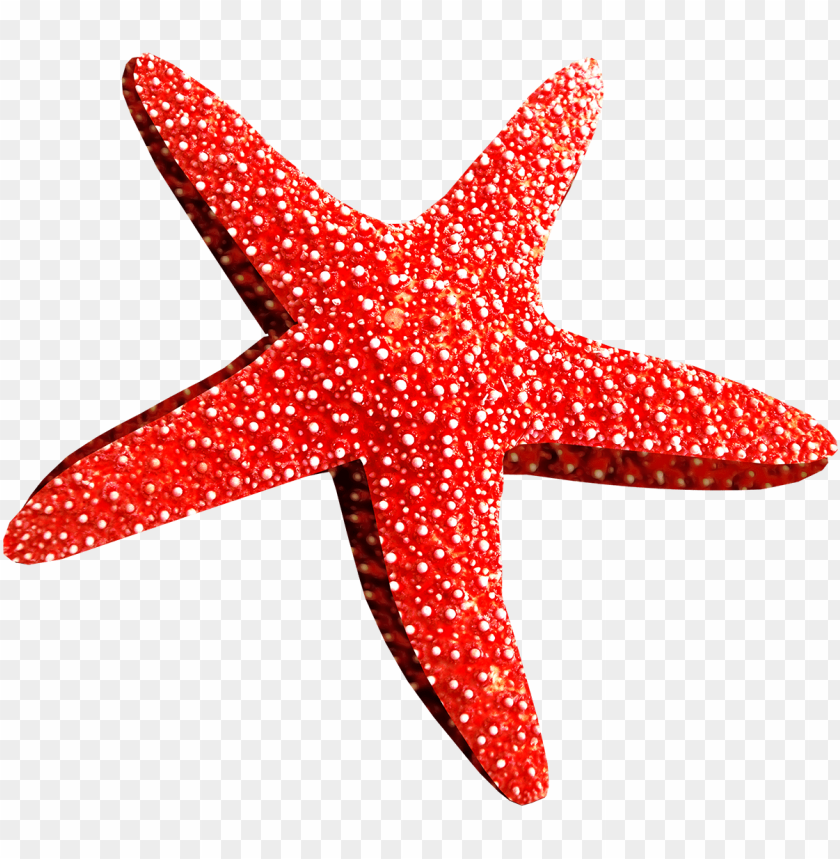 starfish png, png,starfish
