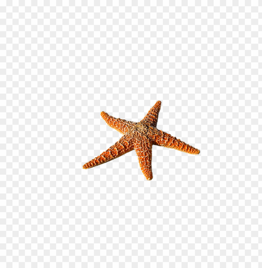 starfish png, png,starfish