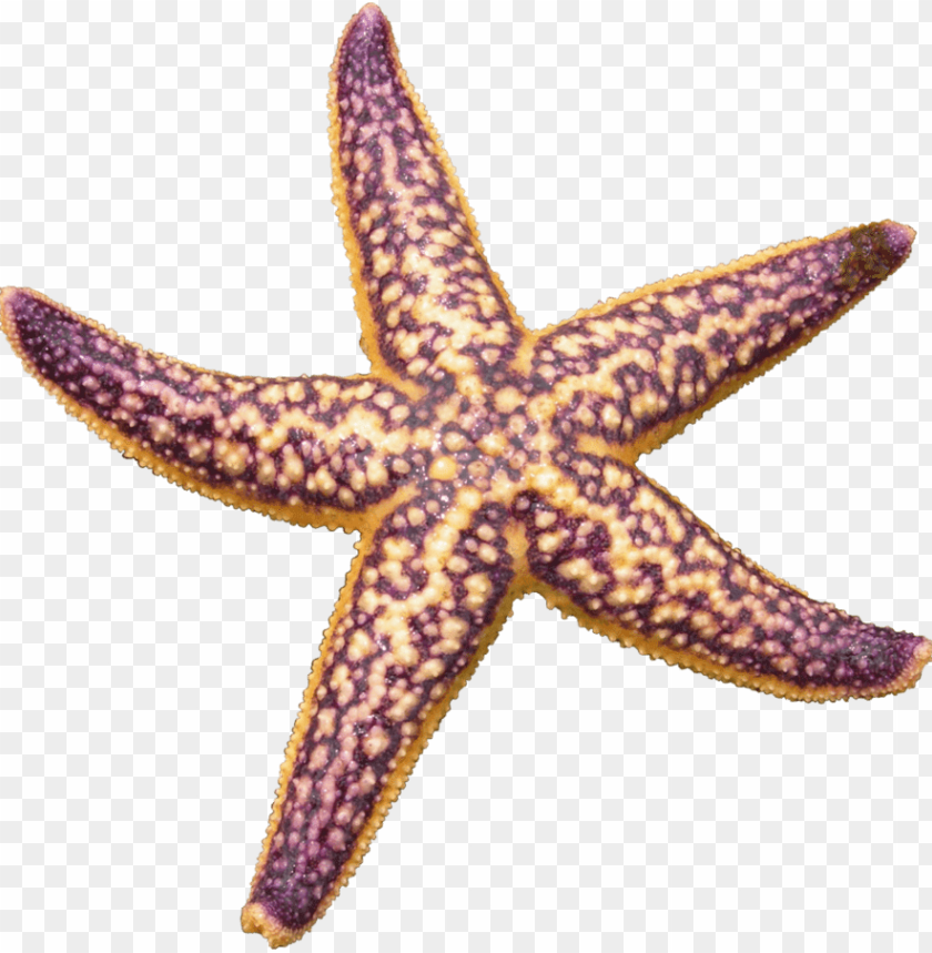animals, fish, starfish purple, 