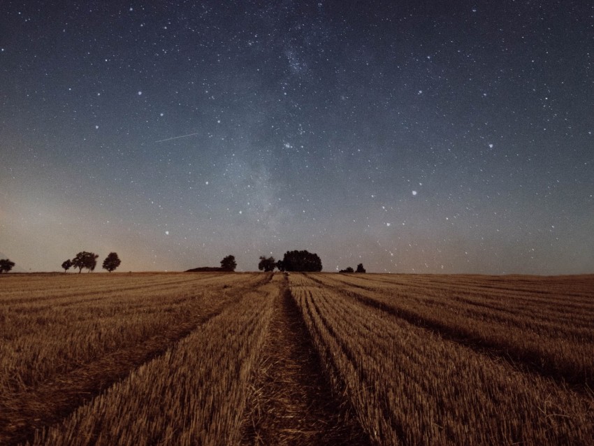 starry sky, field, grass, twilight, night, trees