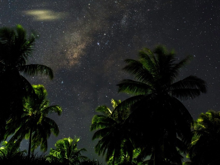 starry sky, palm trees, branches, leaves, night
