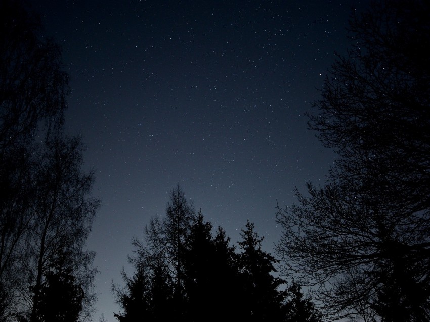 starry sky, stars, night, branches, bottom view