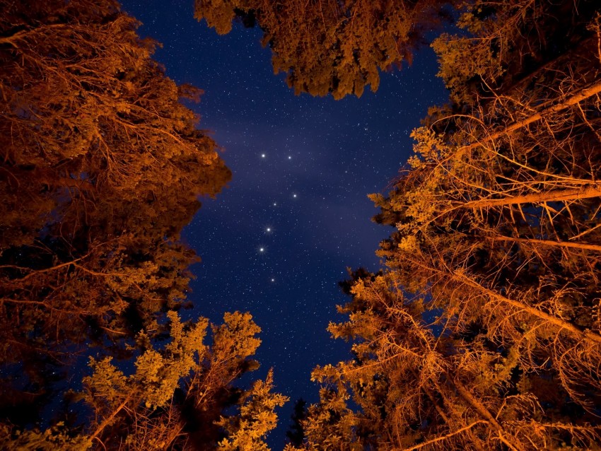 starry sky, trees, bottom view, stars, sky, night