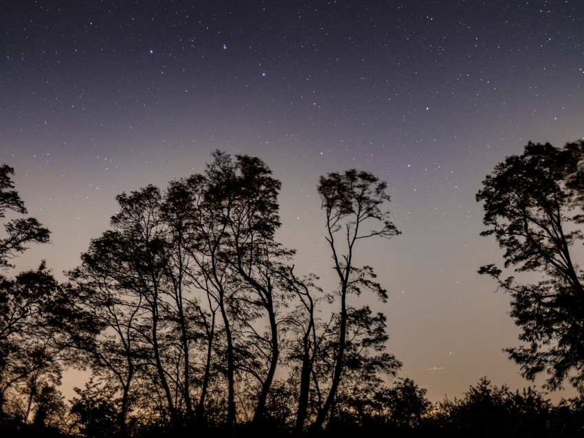 starry sky, trees, night, sky, branches