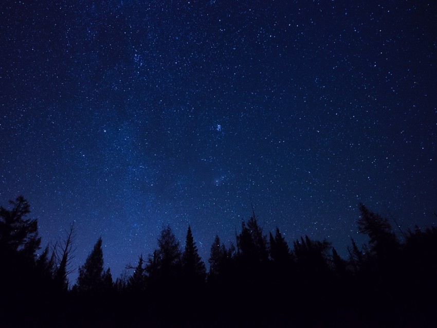 starry sky, trees, stars, night, fir-tree, outlines