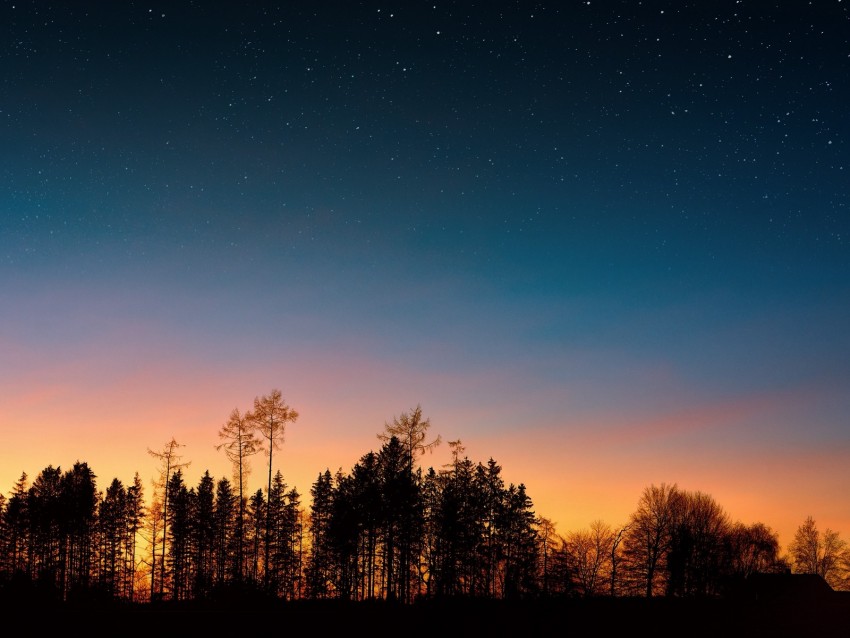 starry sky, trees, sunset, night, forest