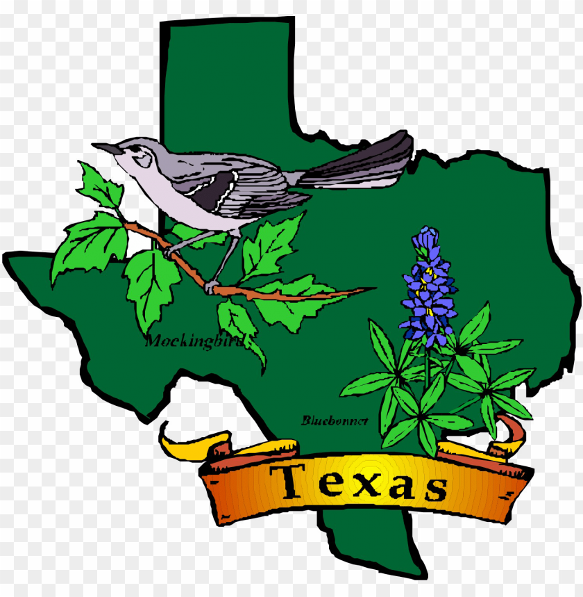 state flower and bird of texas PNG image with transparent background@toppng.com