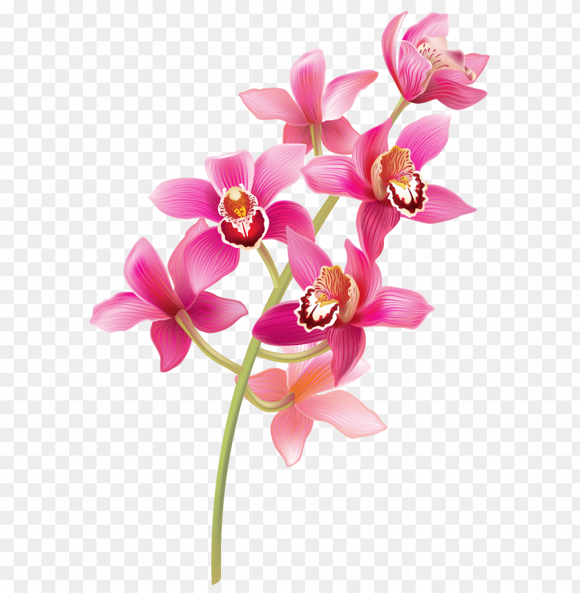 orchids, pink, stem
