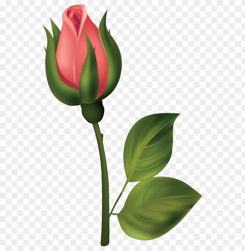 bud, red, rose, stem