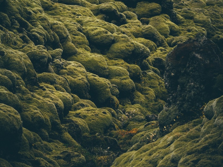 stones, moss, covered, iceland, pale, green