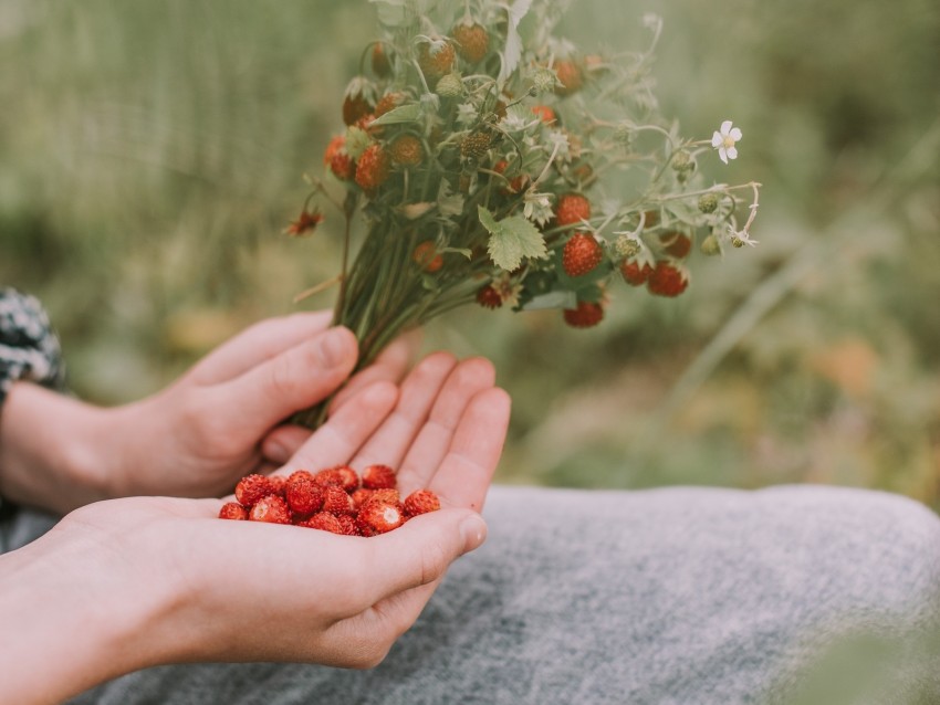 strawberries, berries, ripe, bouquet, hands