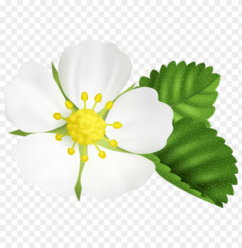 PNG image of strawberry flower with a clear background - Image ID 43879