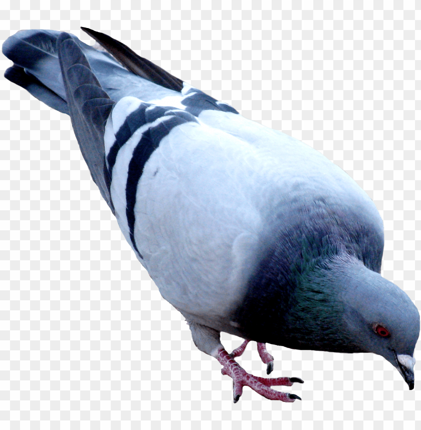 
pigeon
, 
animal
, 
bird
, 
street
, 
racing pigeon
, 
letter
, 
ground
