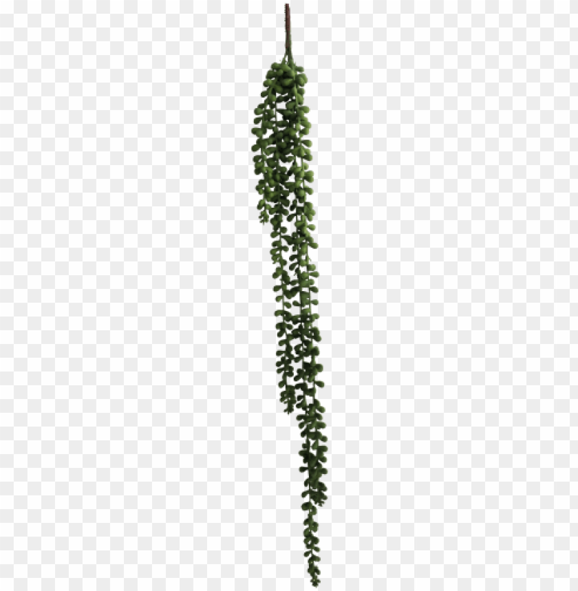 free PNG string of pearls vine 5 strands 71cm - string-of-pearls PNG image with transparent background PNG images transparent