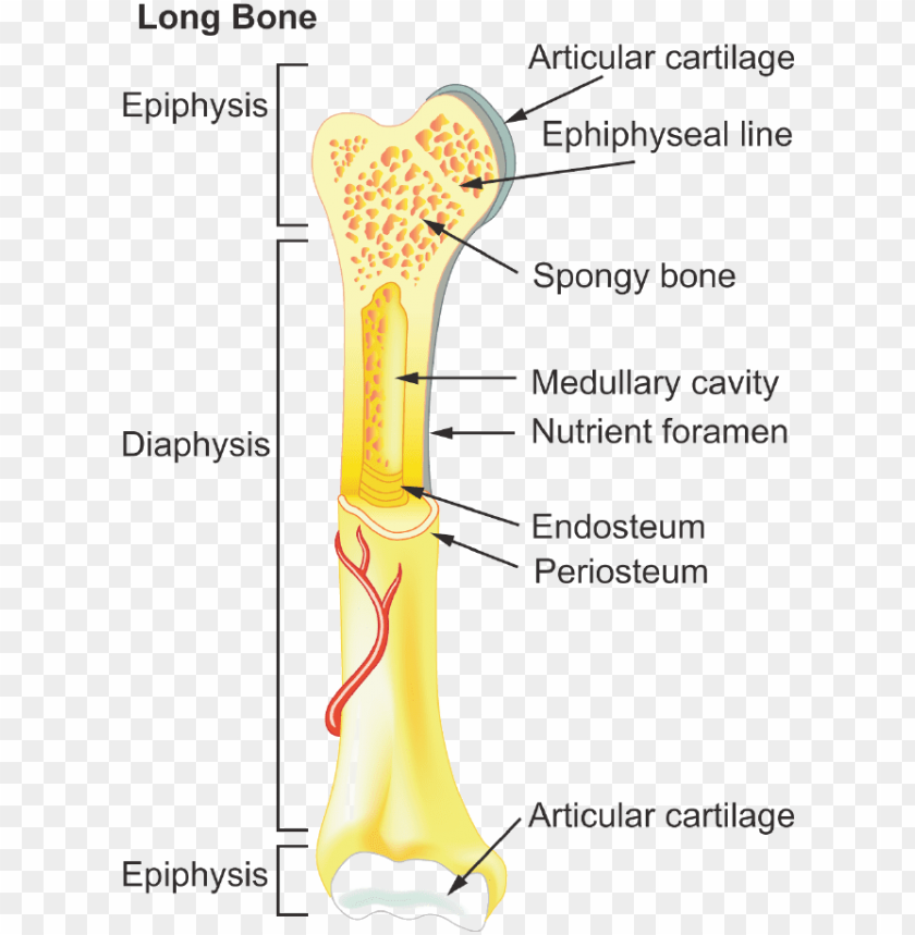 Typical Long Bone Labeled / Long Bone Anatomy Human ...
