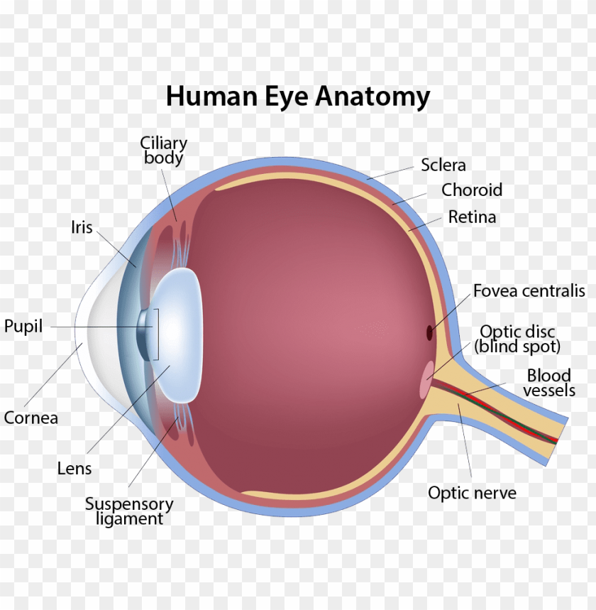 structure of the eye PNG transparent with Clear Background ID 95335