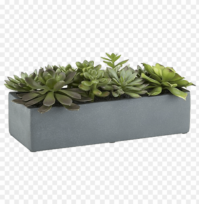 free PNG succulent plant rectangle pot PNG image with transparent background PNG images transparent