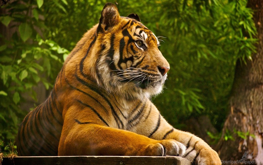 sumatran tiger wallpaper background best stock photos - Image ID 162277