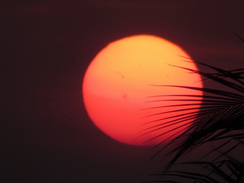 sun, sunset, palm, red, leaves