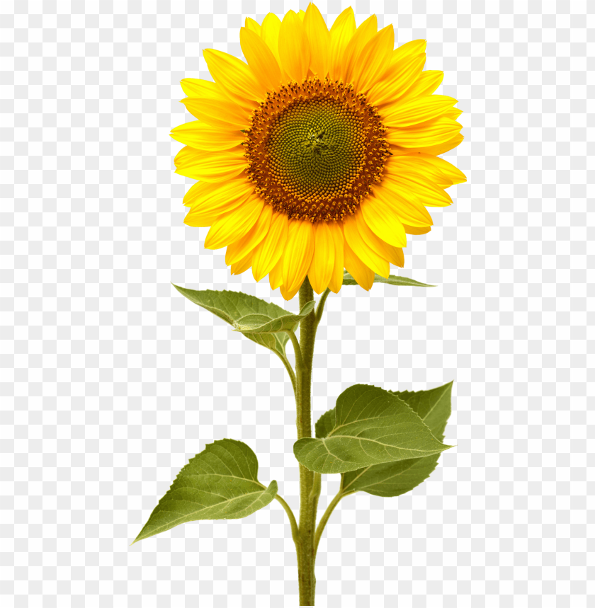 PNG image of sunflower with a clear background - Image ID 18310