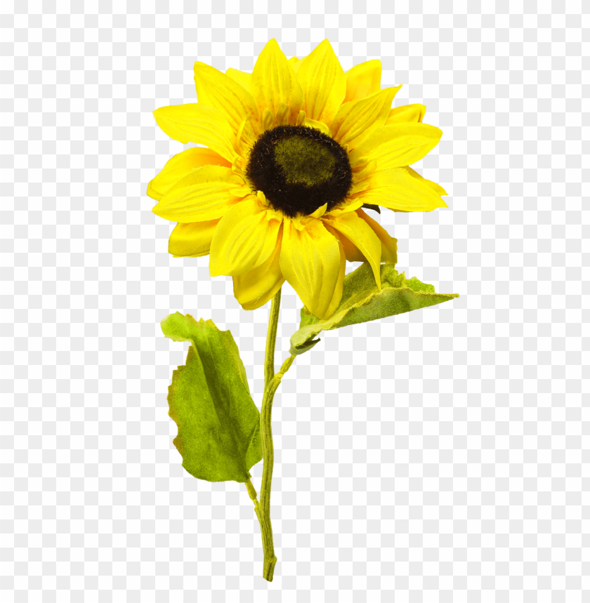 PNG image of sunflower with a clear background - Image ID 18374