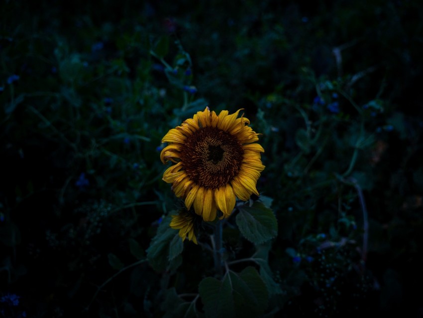 Sunflower Blooms Field Yellow Dark Background Toppng