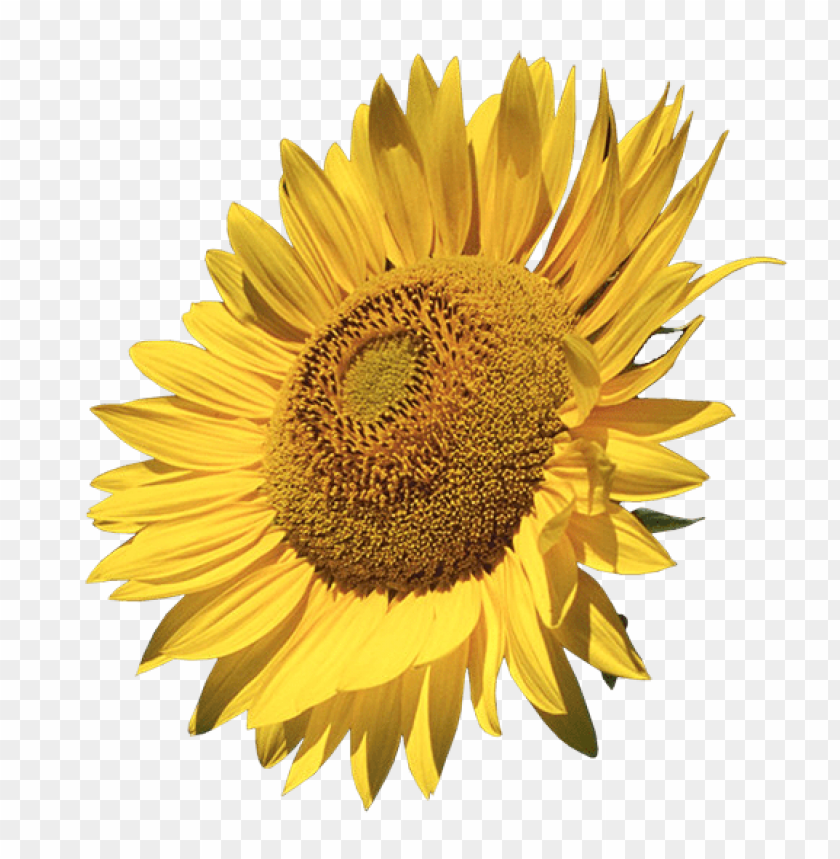 sunflower border png, png,border,sunflower