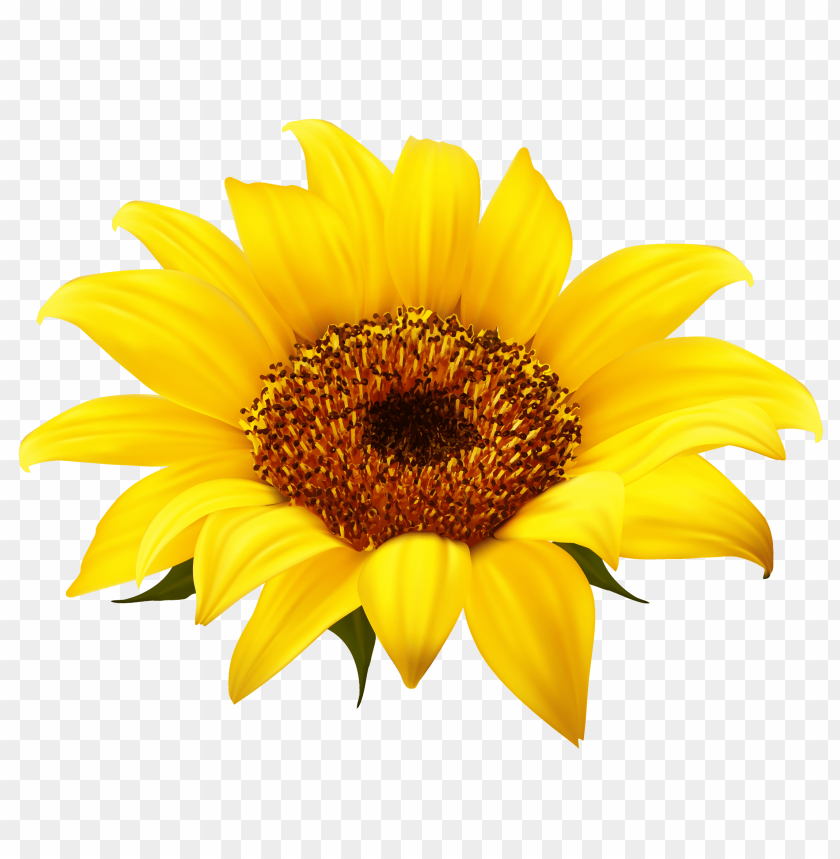 sunflower clipart png, clipart,sunflower,png