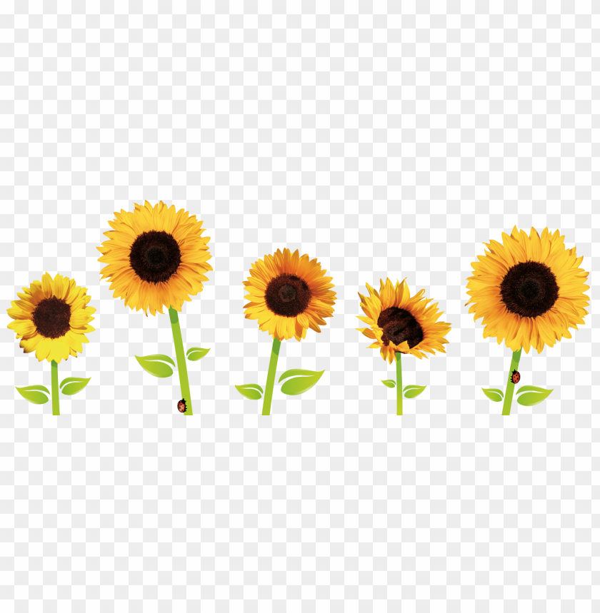 Sunflower Clipart Png Png Image With Transparent Background Toppng