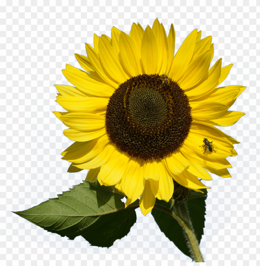 Free Free 238 Clipart Sunflower Png Transparent SVG PNG EPS DXF File