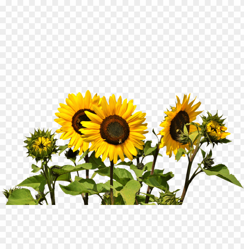 Free Free 349 Clear Background Sunflower Clipart Transparent Transparent Sunflower Border Png SVG PNG EPS DXF File