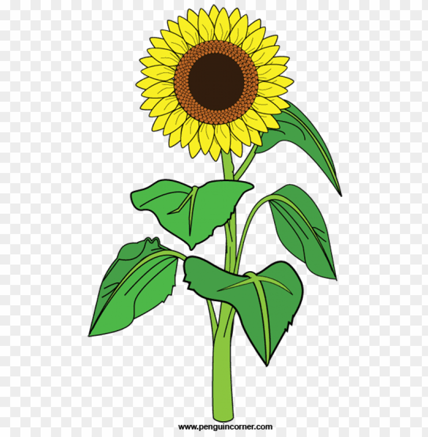 Free Free 326 Vector Clipart Sunflower Png SVG PNG EPS DXF File