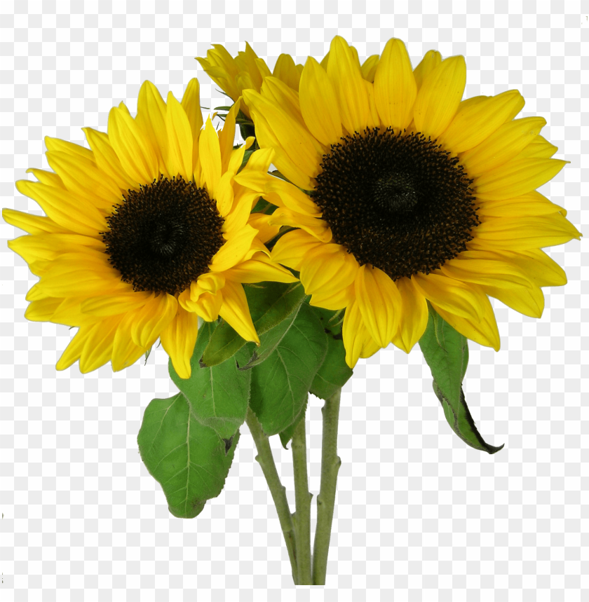 Free Free 270 Clipart Sunflower Png Transparent SVG PNG EPS DXF File