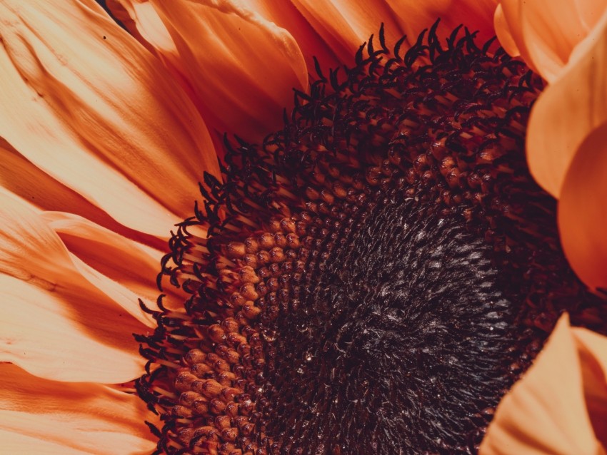 sunflower, flower, macro, blur, petals