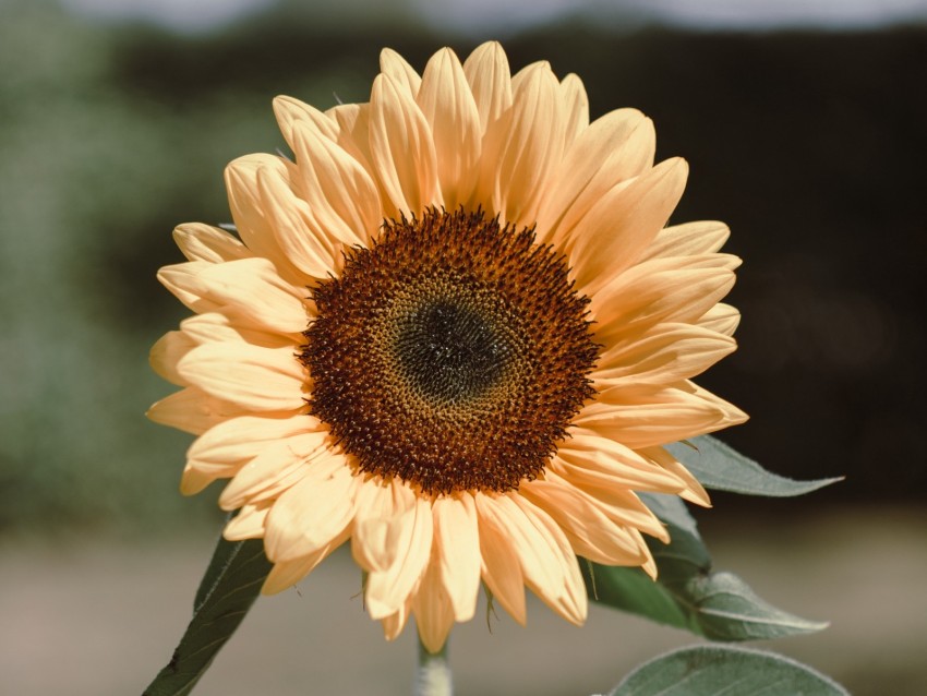 sunflower, flower, plant, bloom, yellow